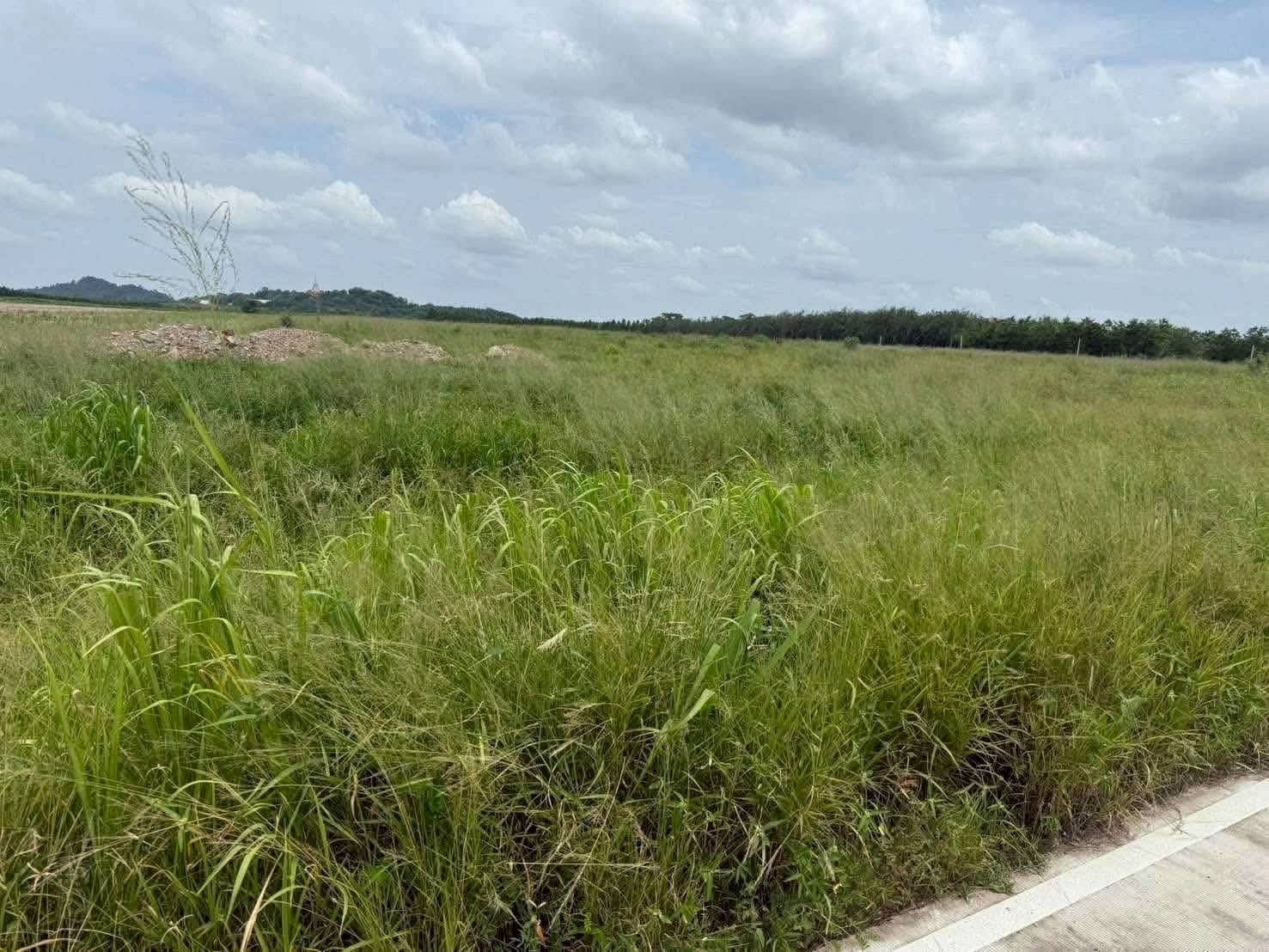 春武里府 | Ban Bueng县，靠Amata工业园区 土地出售 50莱 150万泰铢/莱