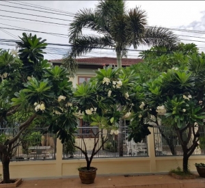 曼谷 民武里区 | Perfect Place Ramkhamhaeng 164独栋别墅出租 4卧3卫400平方米 租金45,000泰铢/月